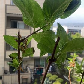 Photo of the plant species Panicle Hydrangea by @EllieCatRat named Hydra on Greg, the plant care app