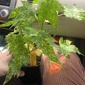 Photo of the plant species Abutilon Pictum by @EllieCatRat named Mabel on Greg, the plant care app
