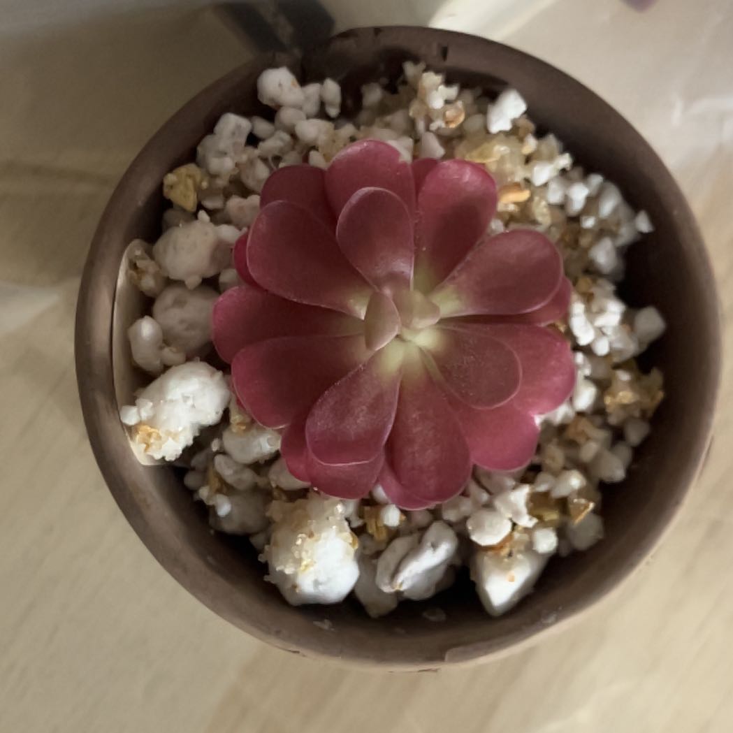 Photo of the plant species Pinguicula ehlersiae by @EllieCatRat named Ping on Greg, the plant care app