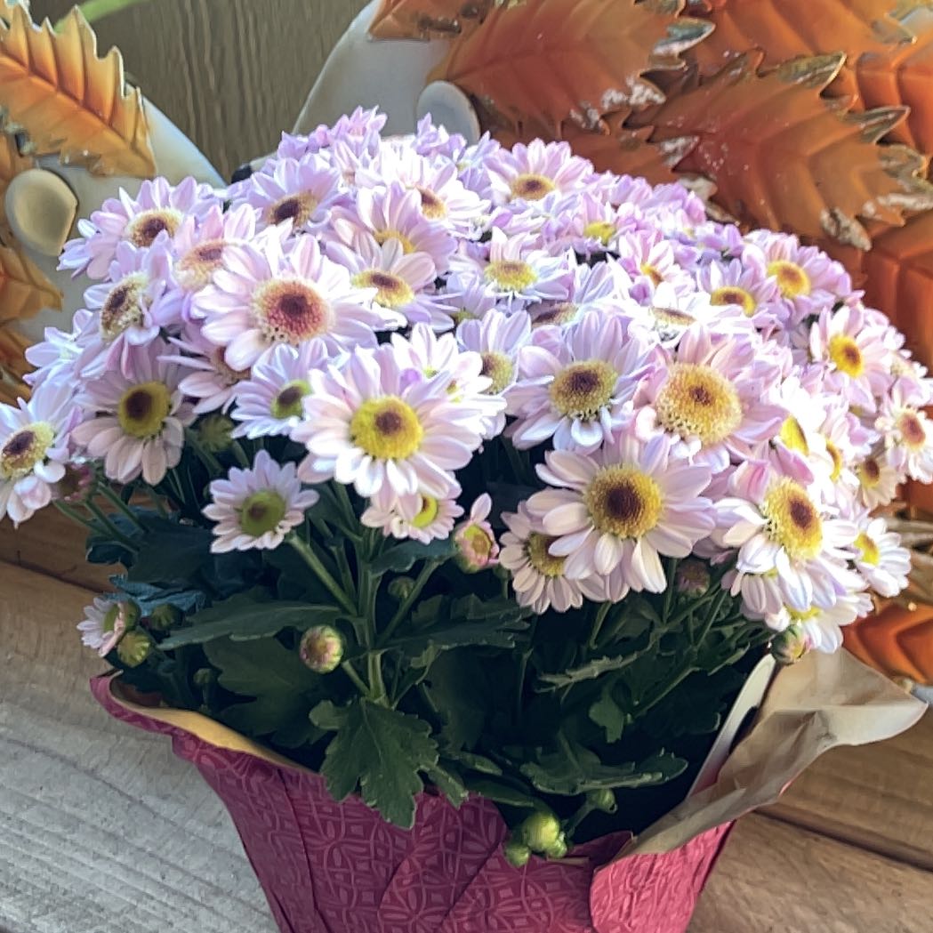 Photo of the plant species Mums by @EllieCatRat named Dearest on Greg, the plant care app