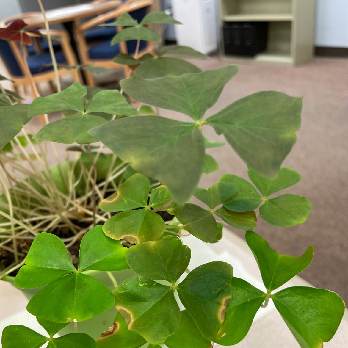 Broadleaf Woodsorrel plant with some leaves showing yellowing and browning, indoors.