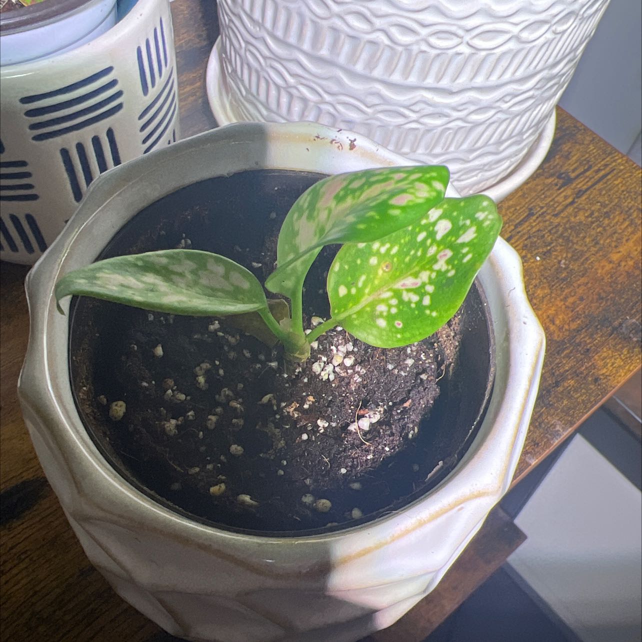 Aglaonema 'Favonian' plant in a white pot with vibrant green leaves and white speckles.