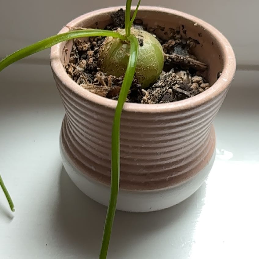 Photo of the plant species Climbing Onion by @TMGB named Walt on Greg, the plant care app
