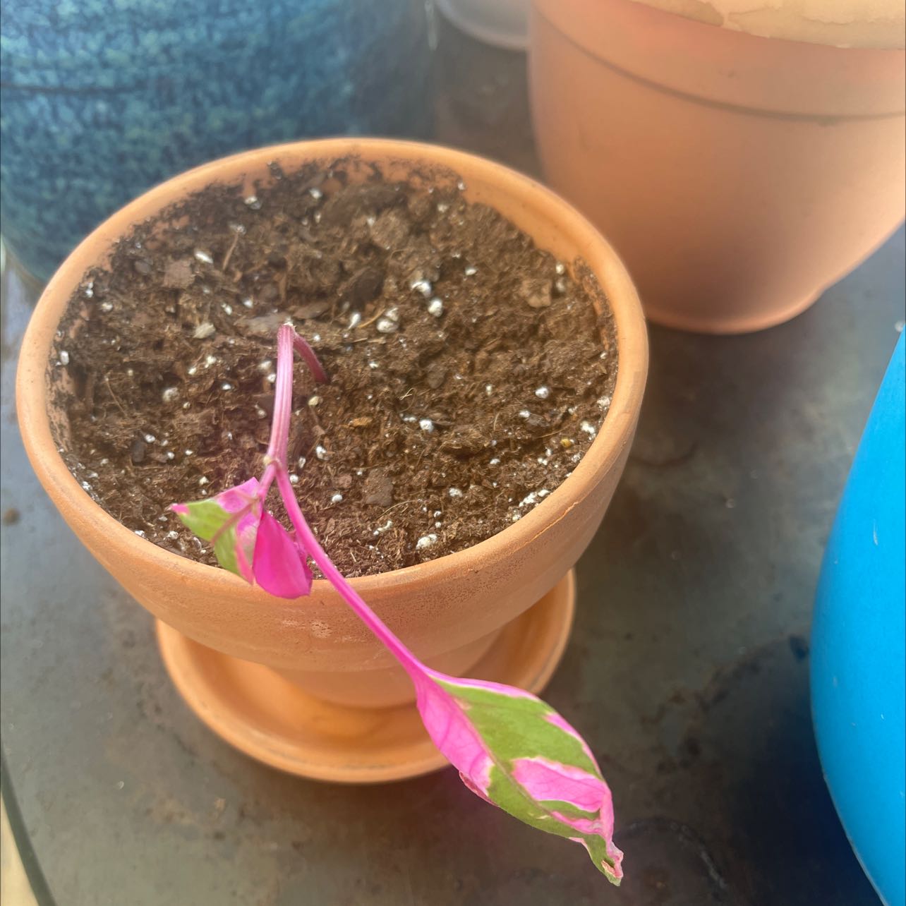 Potted Hairy Joyweed plant with pink and green variegated leaves, appearing wilted.