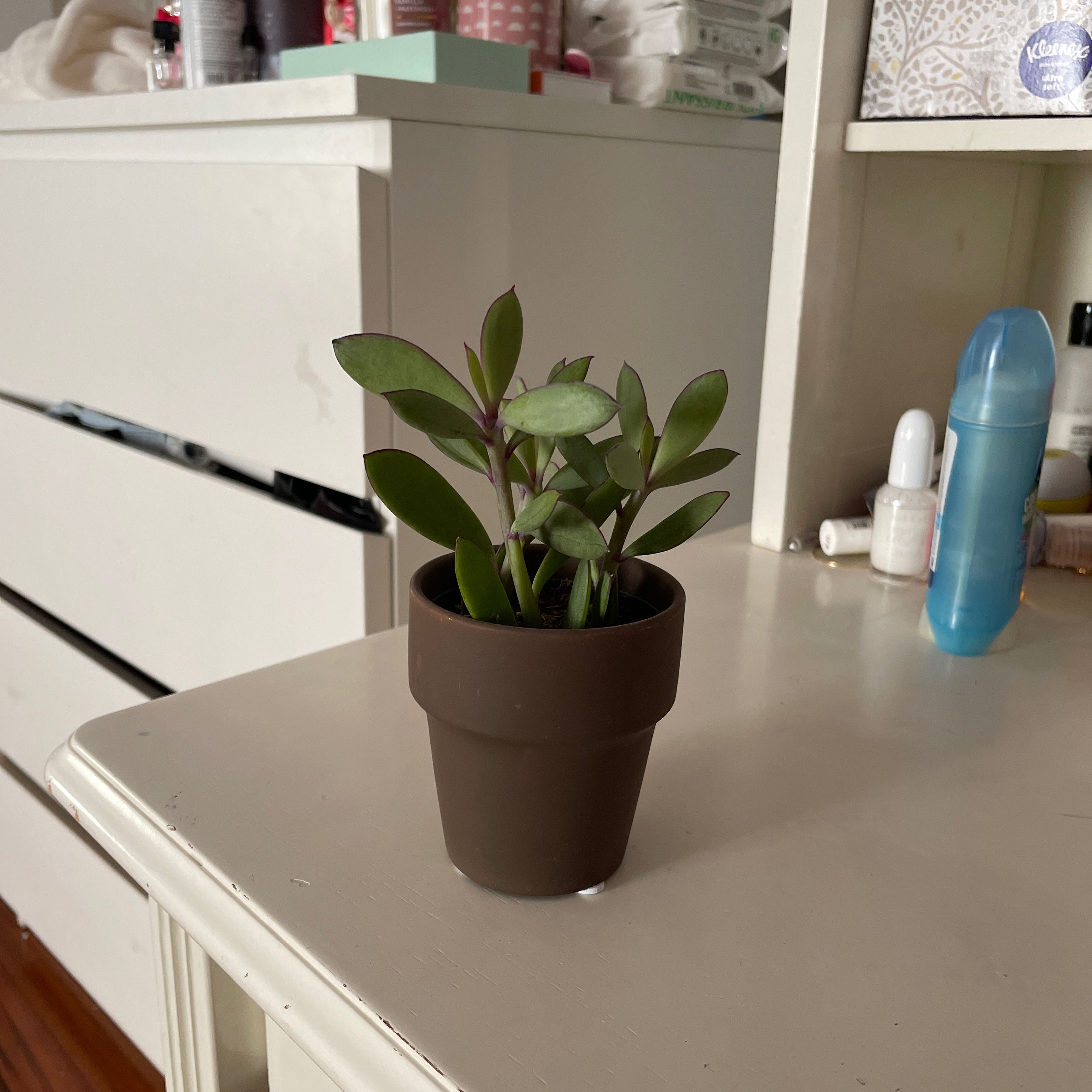 Small potted Vertical Leaf Senecio plant on a table with household items in the background.