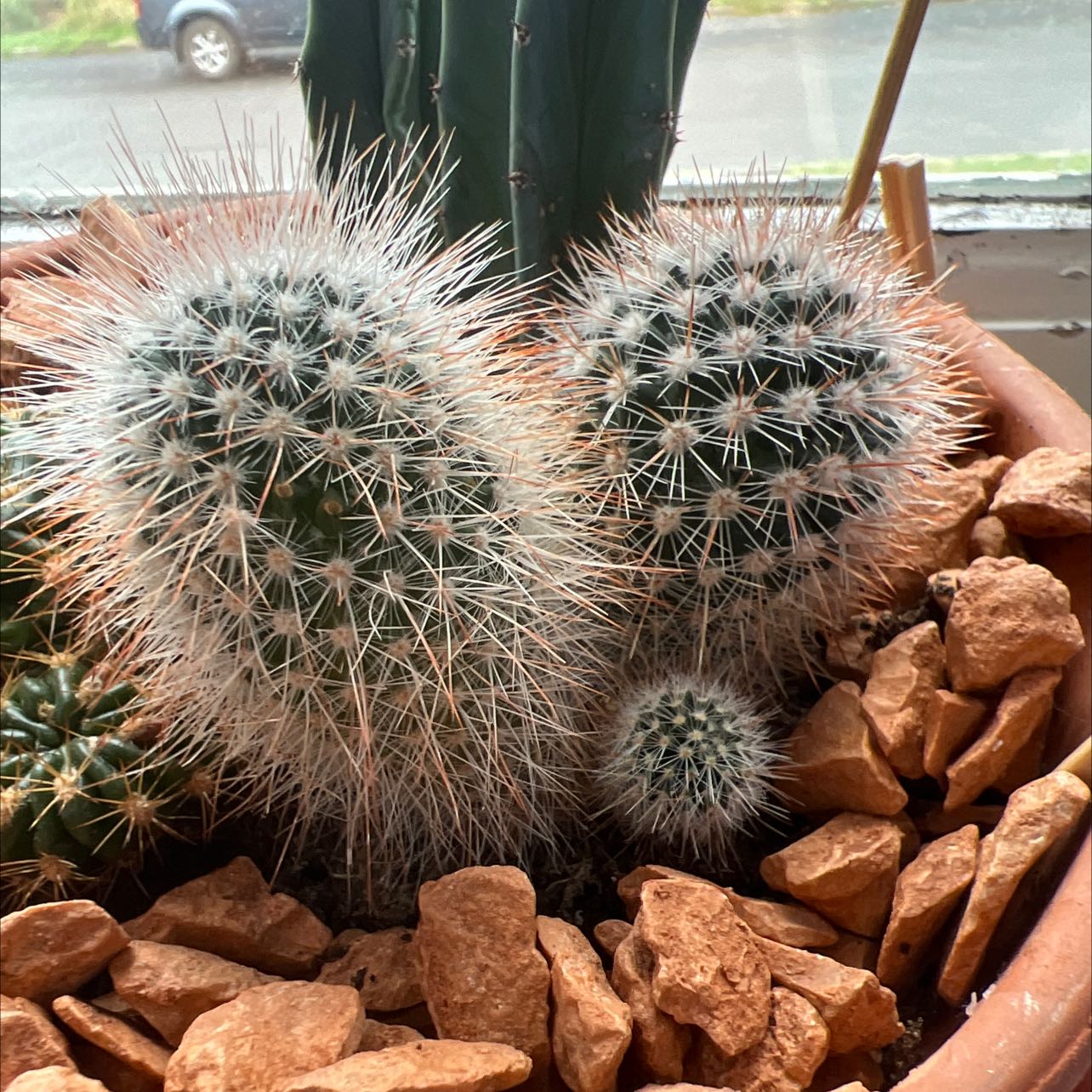 Silver Ball Cactus in a pot with rocky soil, appears healthy with white spines.