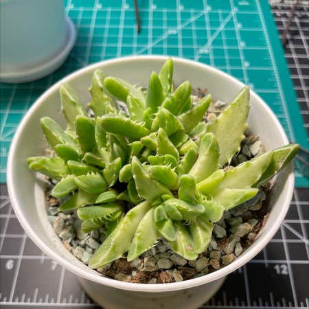 Photo of the plant species Faucaria bosscheana by @SensuousCorkelm named Tiger on Greg, the plant care app