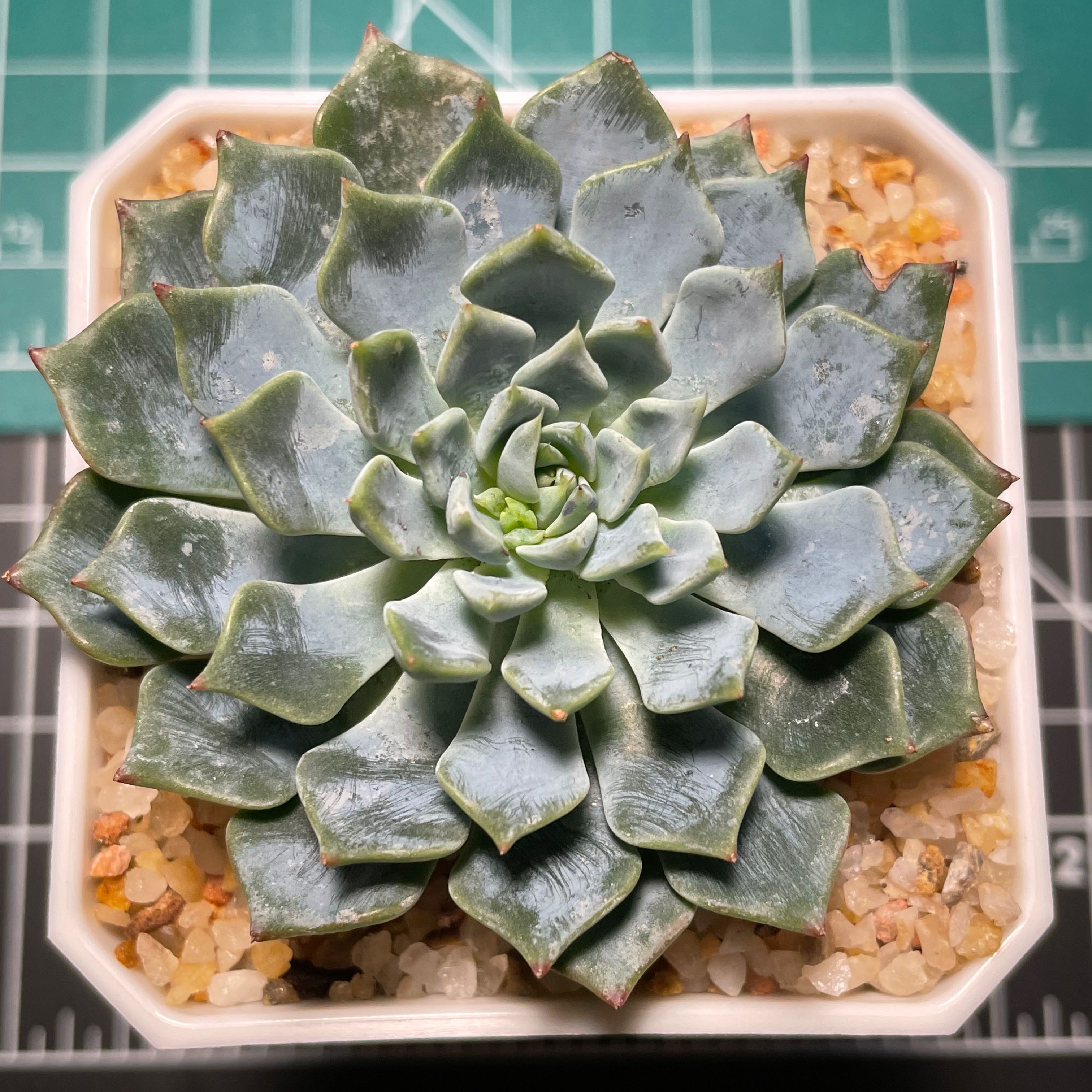 Photo of the plant species Echeveria 'Azulita' by @SensuousCorkelm named Azulita on Greg, the plant care app