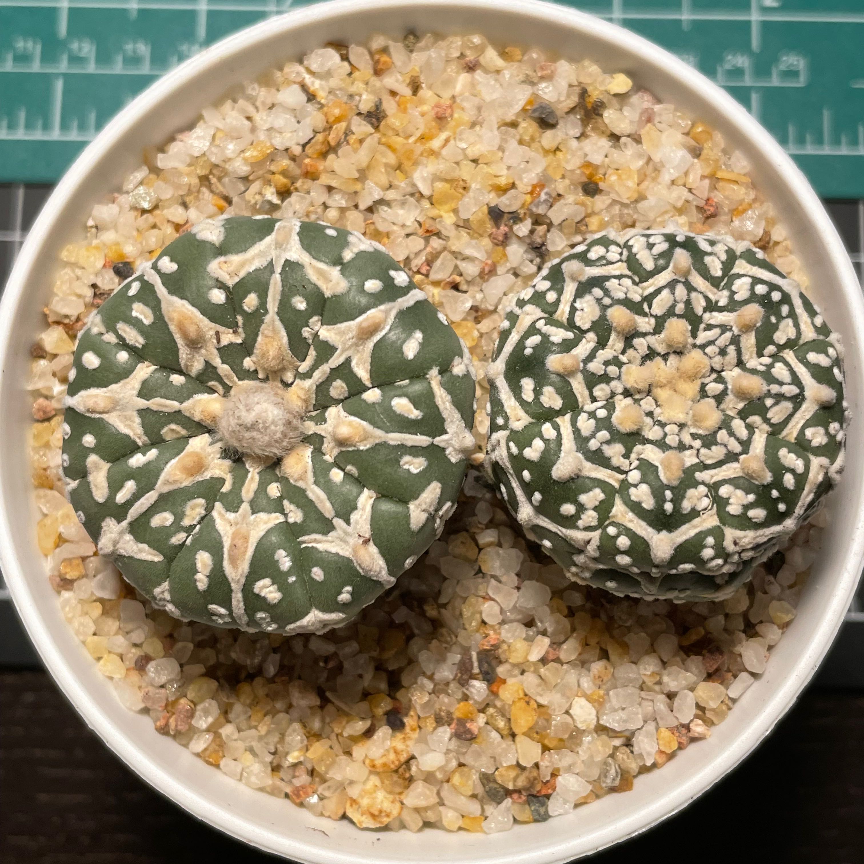 Photo of the plant species Silver Dollar Cactus by @SensuousCorkelm named Papa n’ Mama on Greg, the plant care app