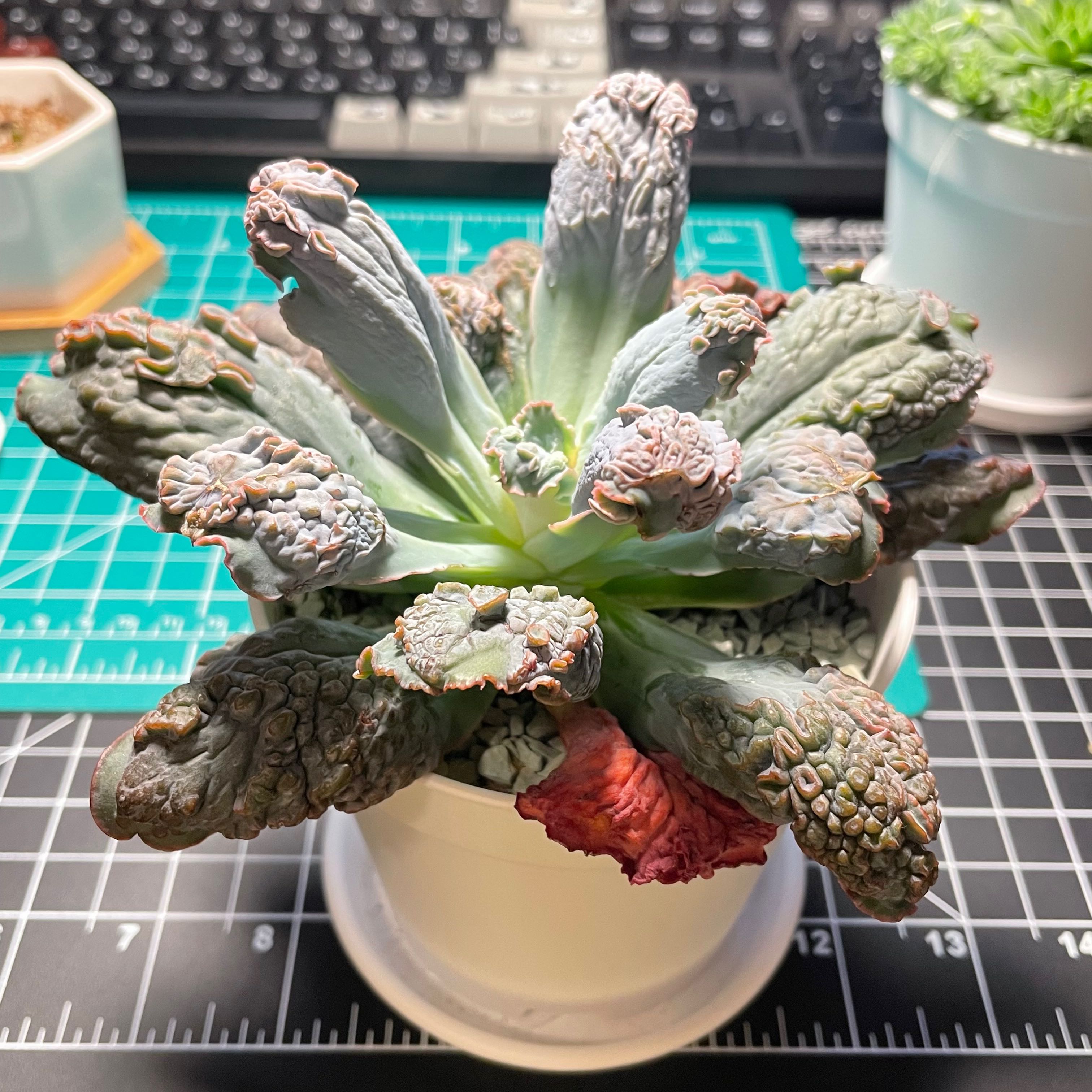 Photo of the plant species Echeveria Linguas by @SensuousCorkelm named Yazik on Greg, the plant care app