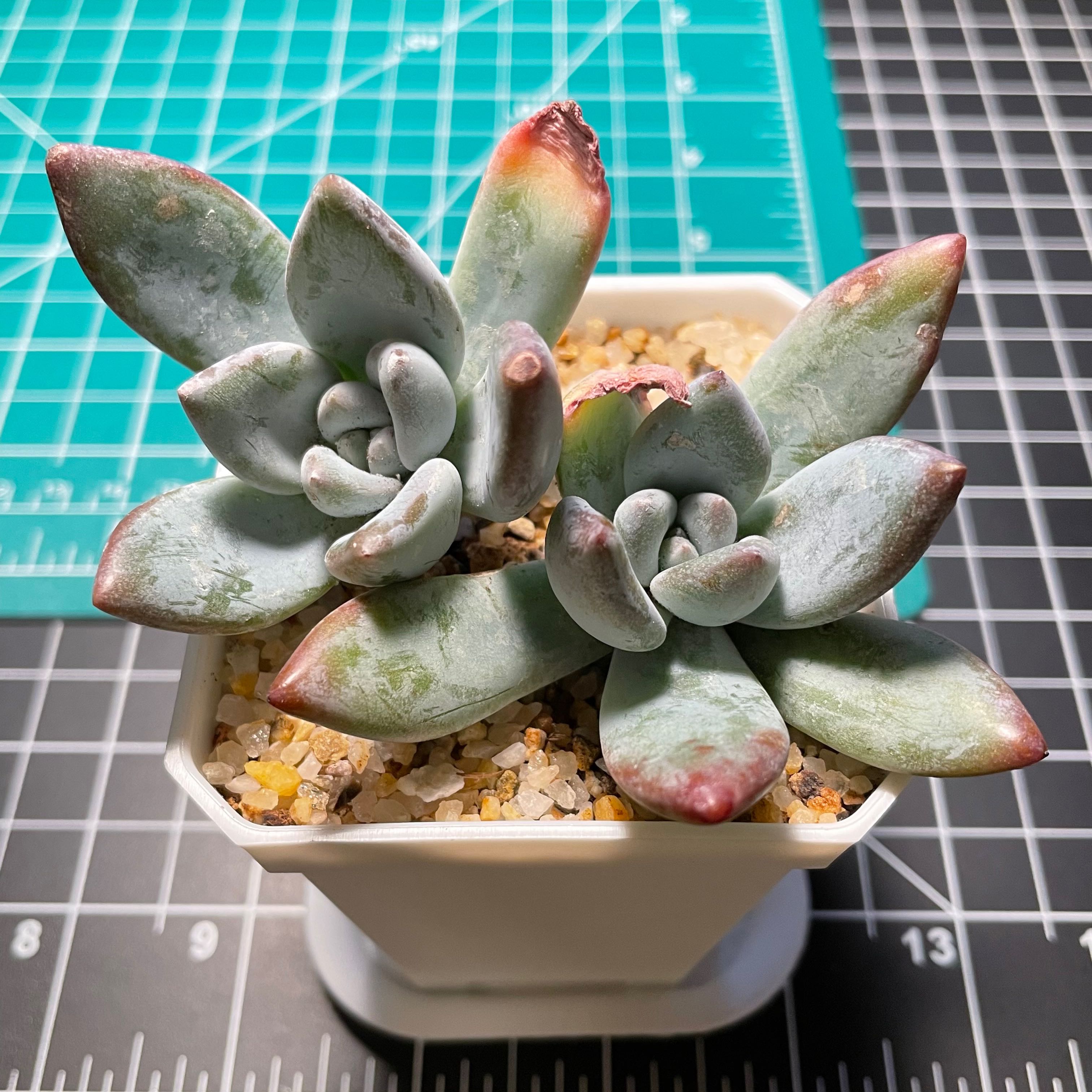 Pachyveria 'Powder Puff' succulent in a white pot with visible soil and slight reddish leaf tips.