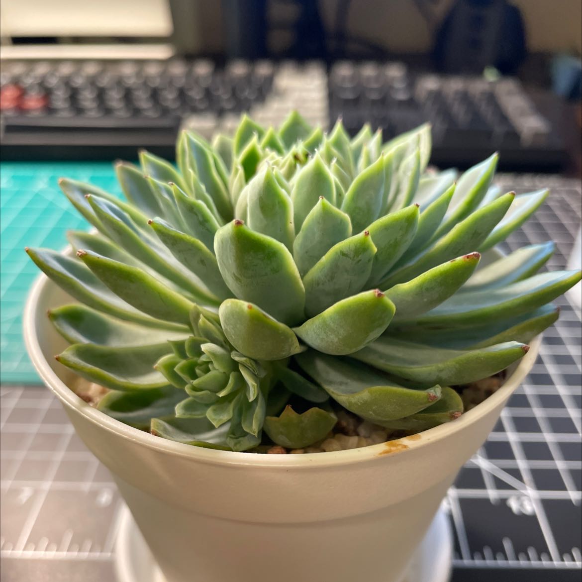 Healthy Violet Queen Hens and Chicks succulent in a white pot on a desk.