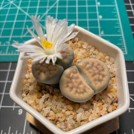 Photo of the plant species Lithops by @SensuousCorkelm named Cocoa on Greg, the plant care app