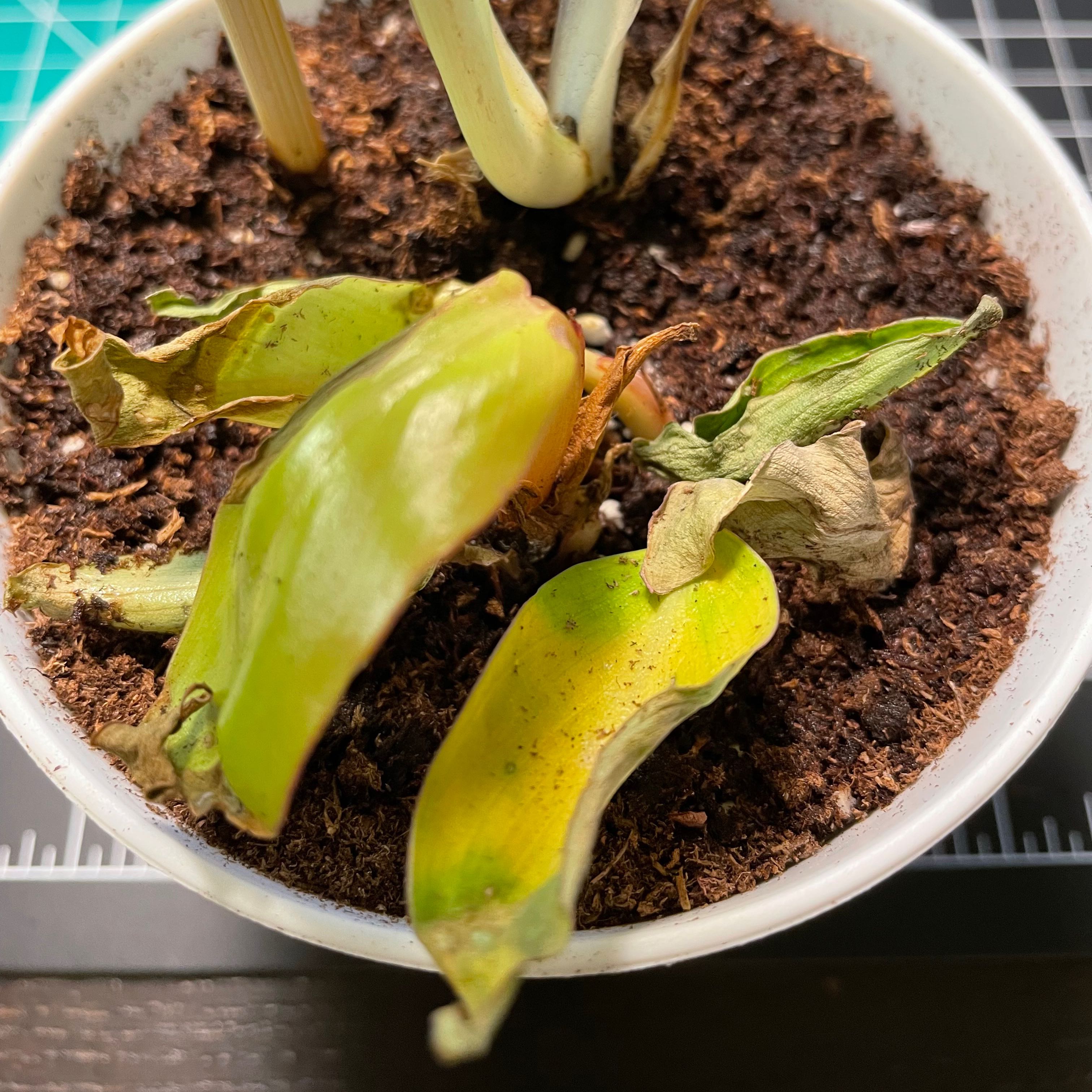 Philodendron Red Sun plant with yellowing and browning leaves in a pot with visible soil.