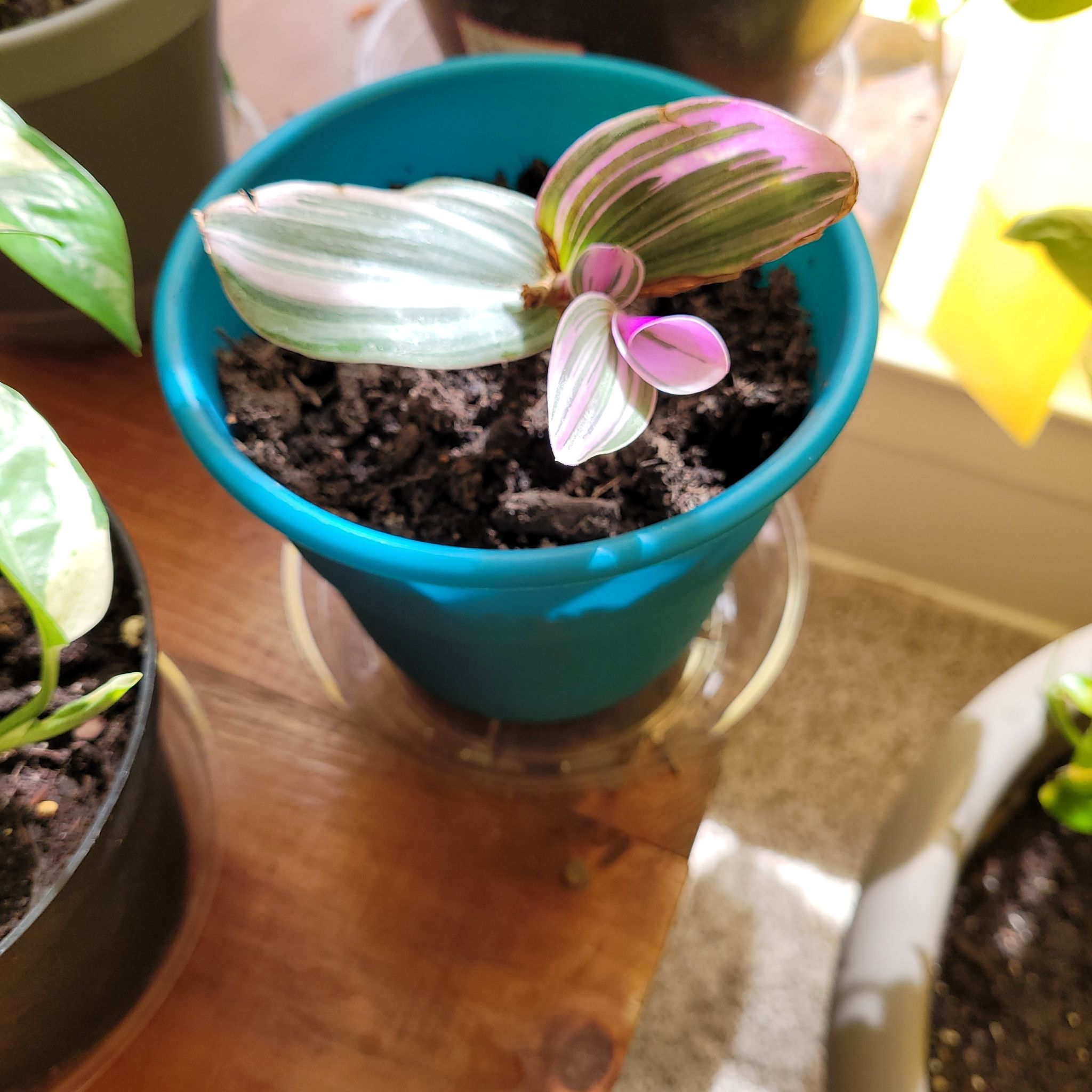 Photo of the plant species Putty Root by @HighclassFeijoa named Khaleesi on Greg, the plant care app