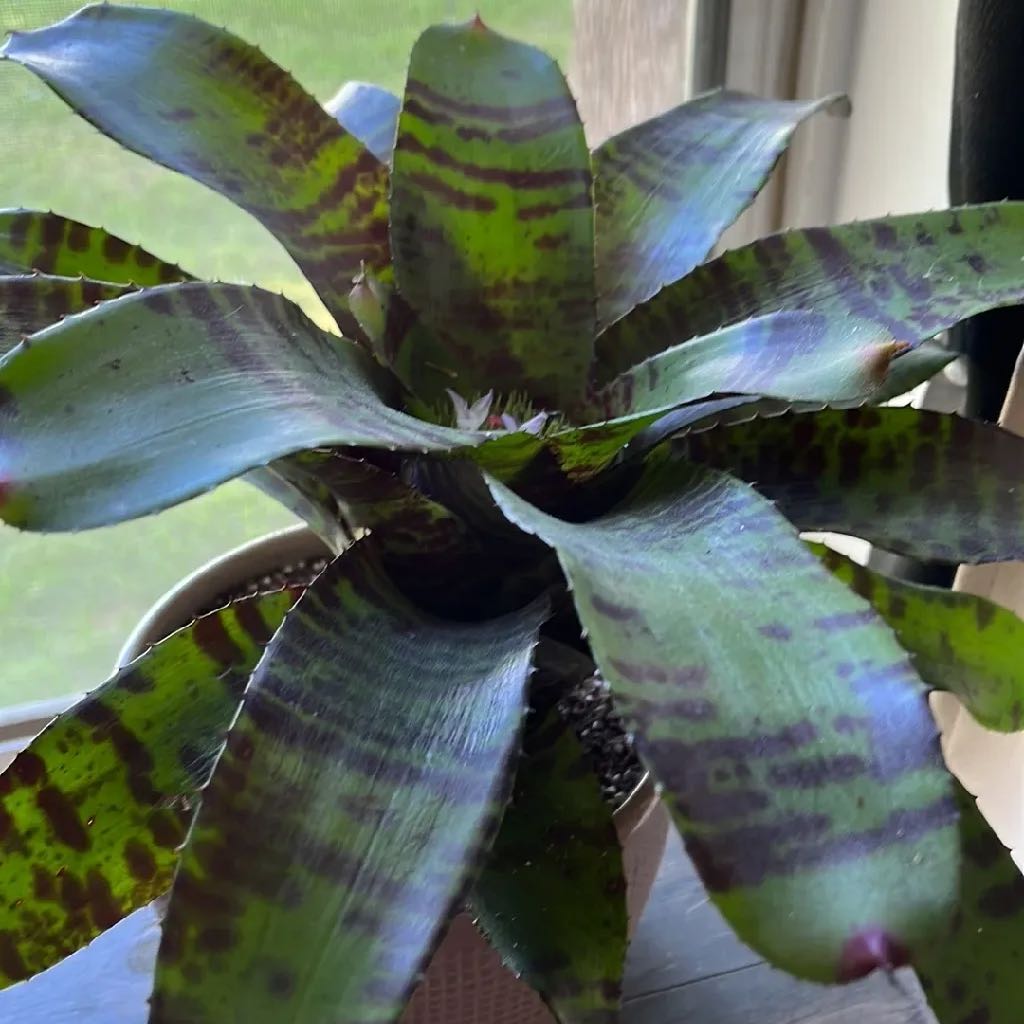 Photo of the plant species Amazonian Zebra Plant by @AceWormseed named Marty on Greg, the plant care app