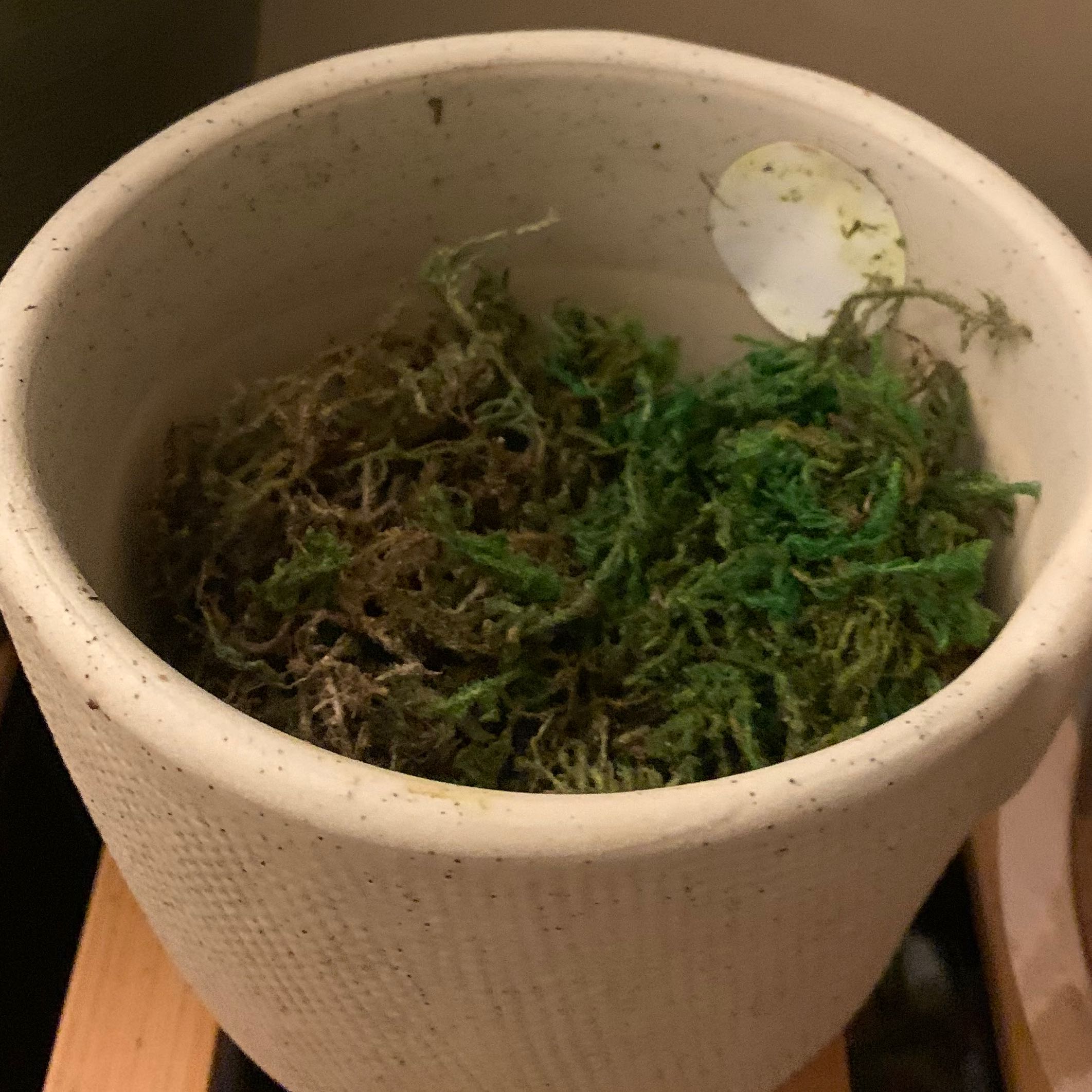 Plant care for Fan Moss on Greg, the plant care app