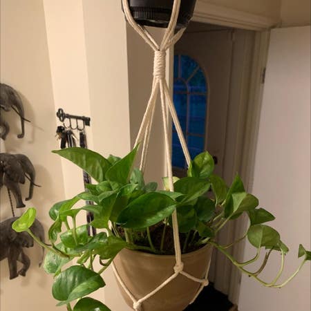 Photo of the plant species Devils Ivy by Primochives named Devil’s ivy pothos on Greg, the plant care app