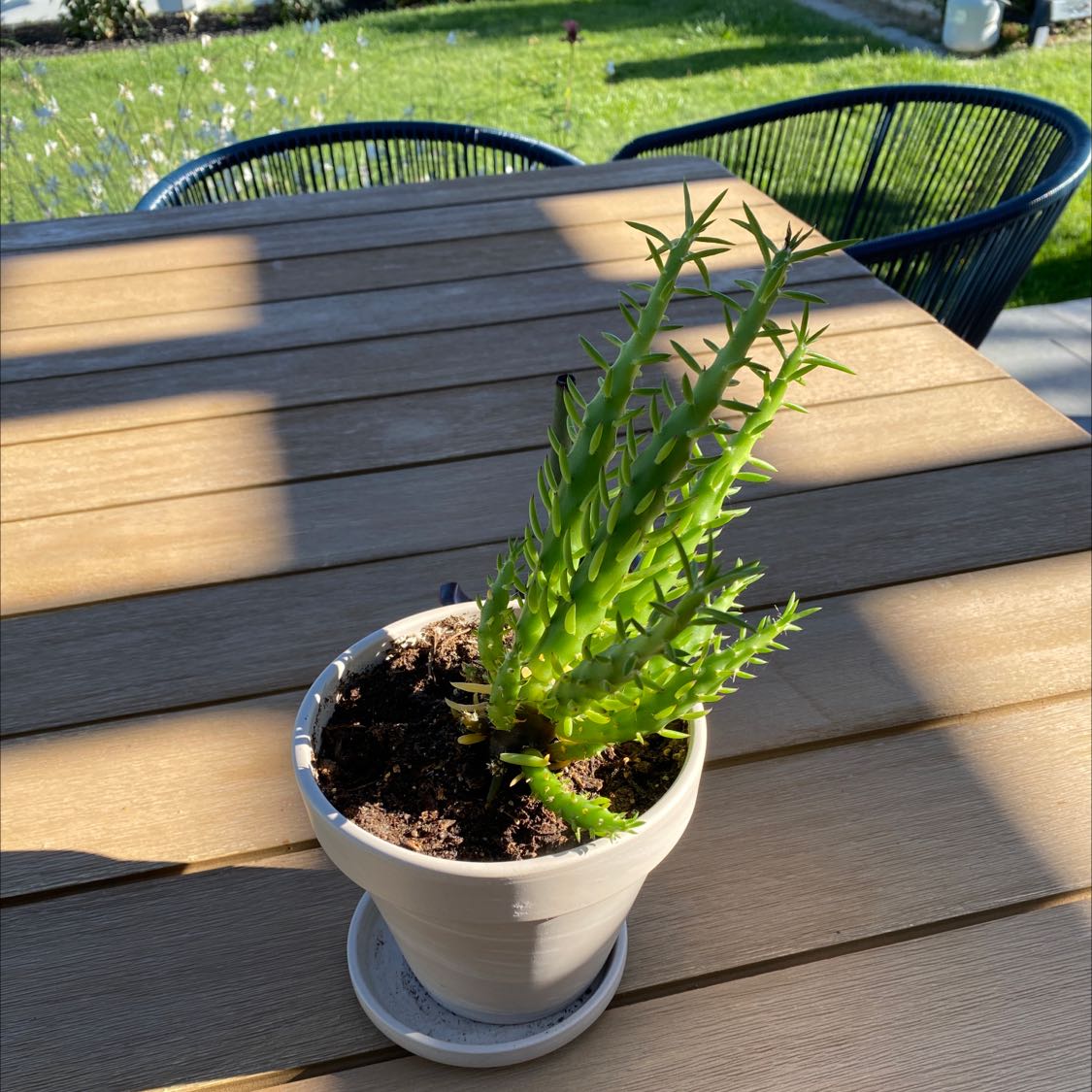 Eve’s needle