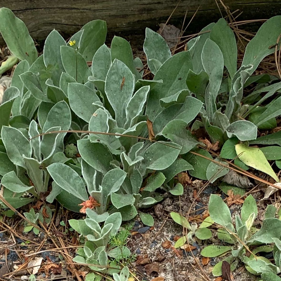 Cluster of green, fuzzy-leaved Rose Campion plants growing in soil.