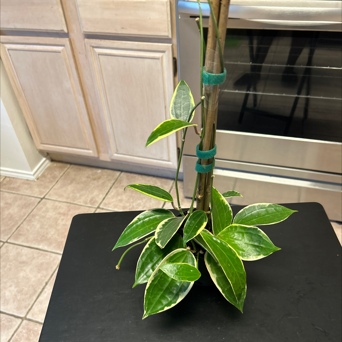 Hoya macrophylla plant with variegated leaves, supported by a stake, in a kitchen setting.
