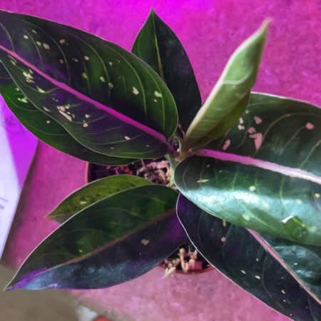 Photo of the plant species Aglaonema 'Spotted Star' by Nursegardener named Star on Greg, the plant care app