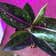 Calculate water needs of Aglaonema 'Spotted Star'