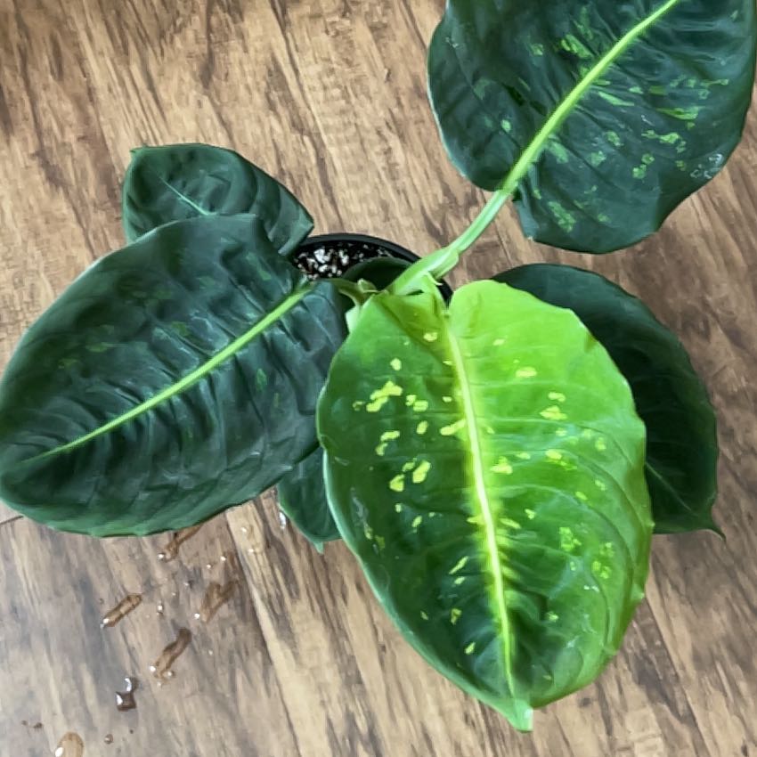 Dumb Cane 'Reflector' plant with dark green leaves and yellow speckles in a pot on a wooden floor.