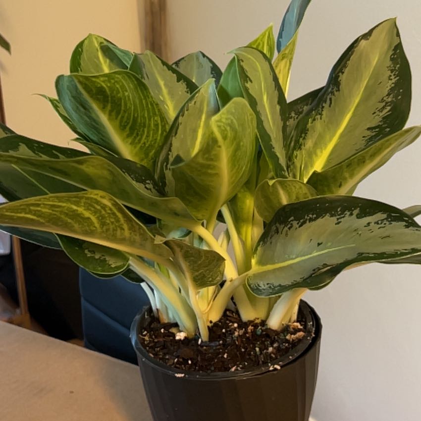 Photo of the plant species Aglaonema 'Green Bowl' by @NurseGardener named 3  Xena on Greg, the plant care app