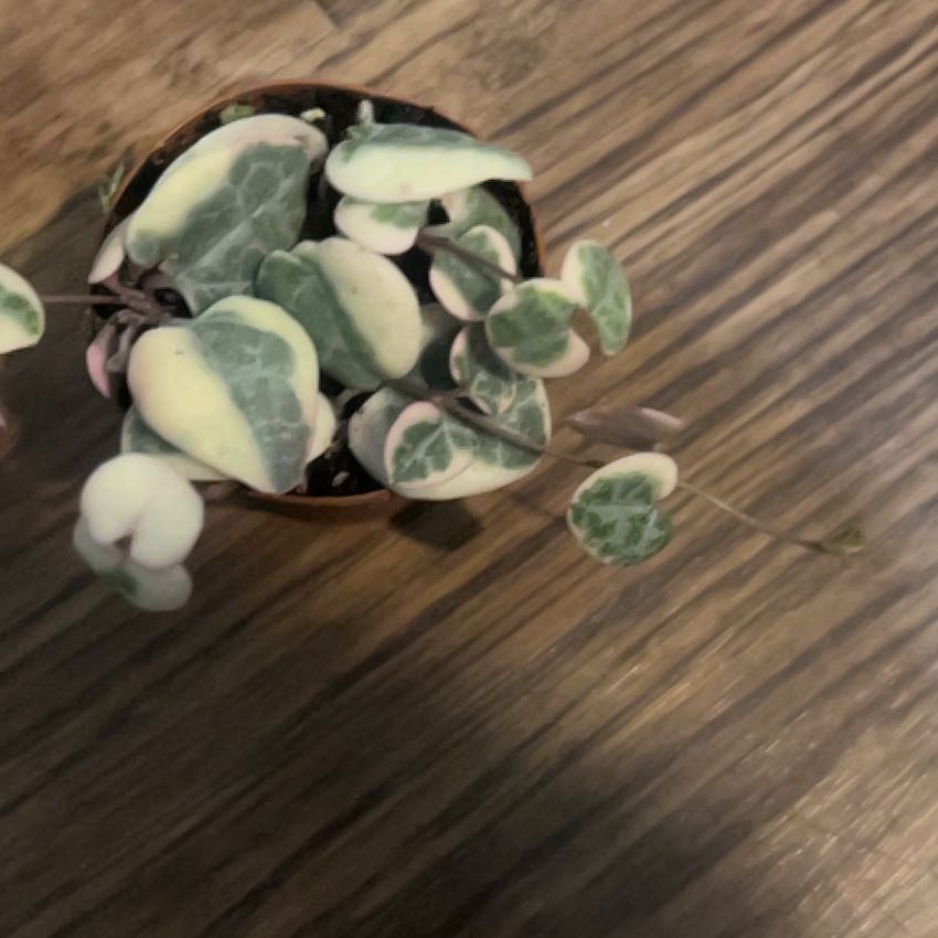 Photo of the plant species String of Hearts by @NurseGardener named 1 Lovely on Greg, the plant care app