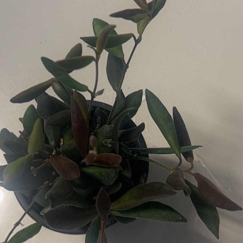 Photo of the plant species Hoya sp. aff. burtoniae by @NurseGardener named 1 Athena on Greg, the plant care app