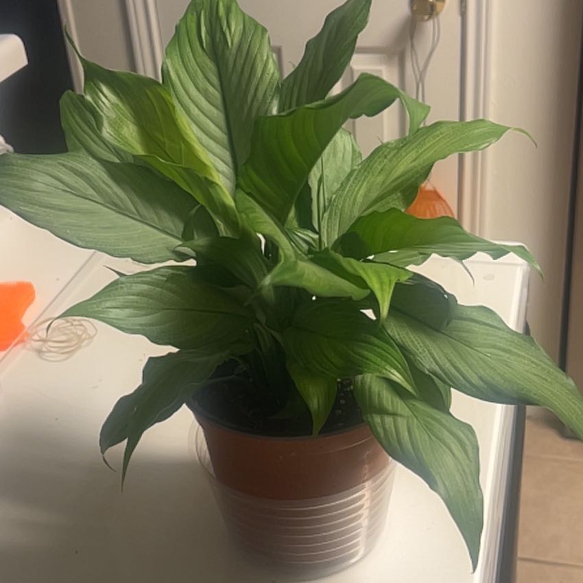 Healthy Platinum Mist Peace Lily with vibrant green leaves in a pot.