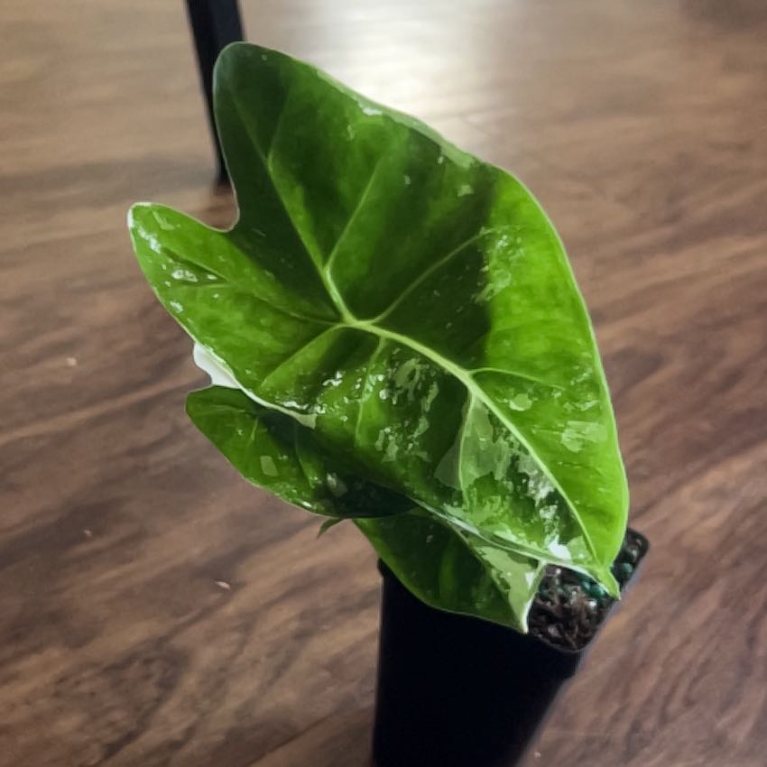 Variegated Alocasia frydek plant with a single healthy leaf in a pot.
