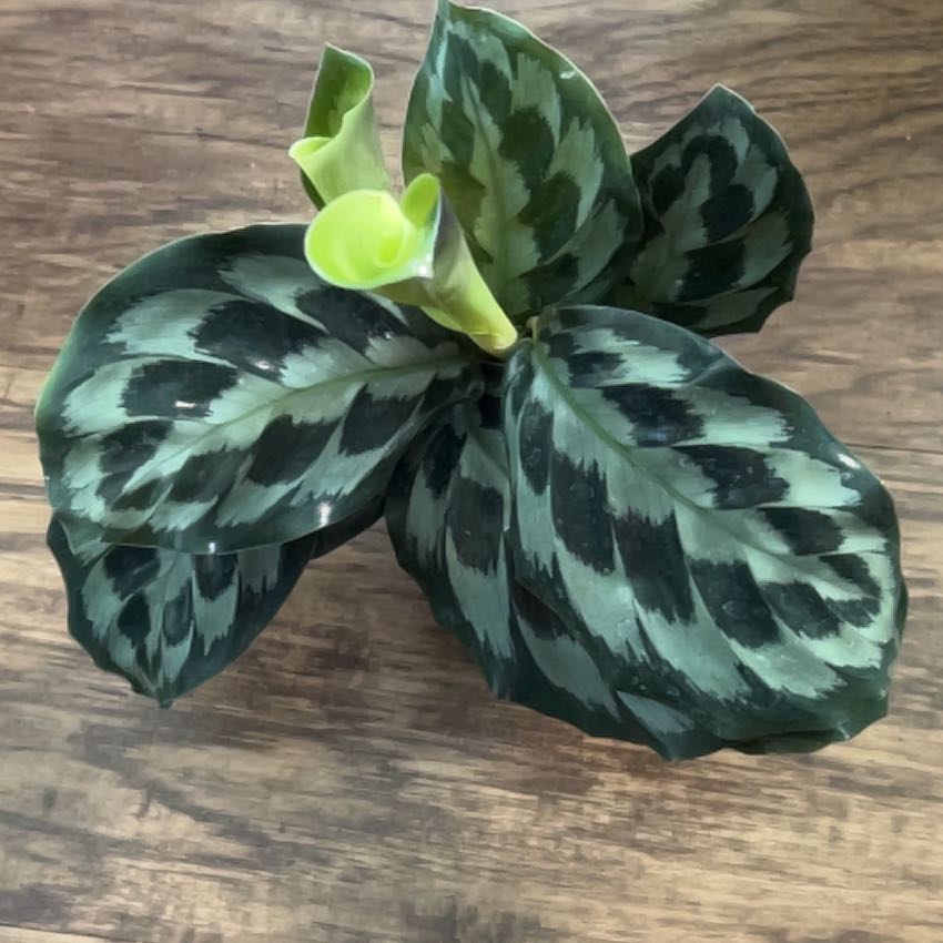 Plant care for Calathea fasciata on Greg, the plant care app