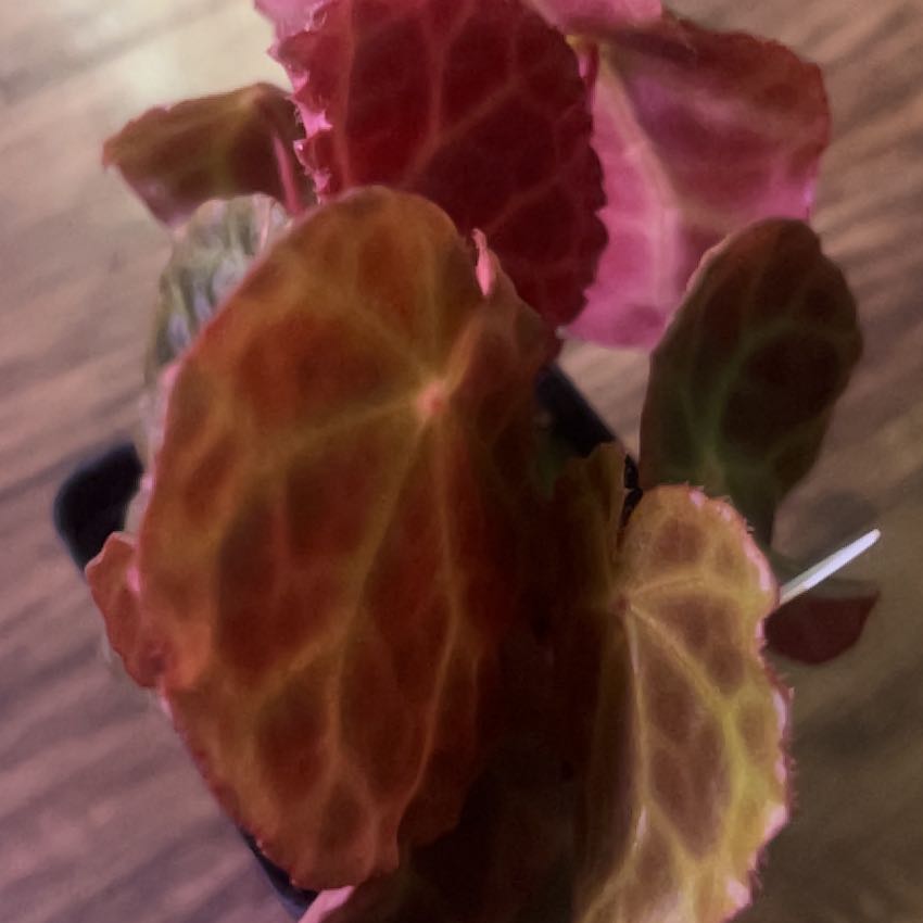 Photo of the plant species Begonia Mumtaz by @NurseGardener named 2 BG on Greg, the plant care app