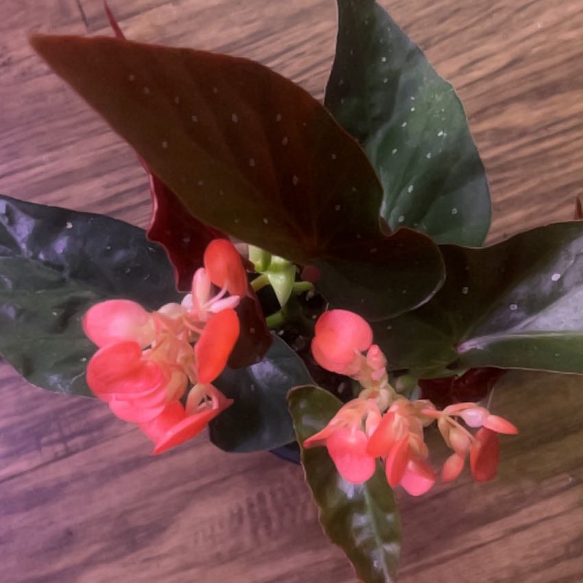 Photo of the plant species Rex Begonia Harmony's 'Hot Spot' by @NurseGardener named 2 Fireball on Greg, the plant care app