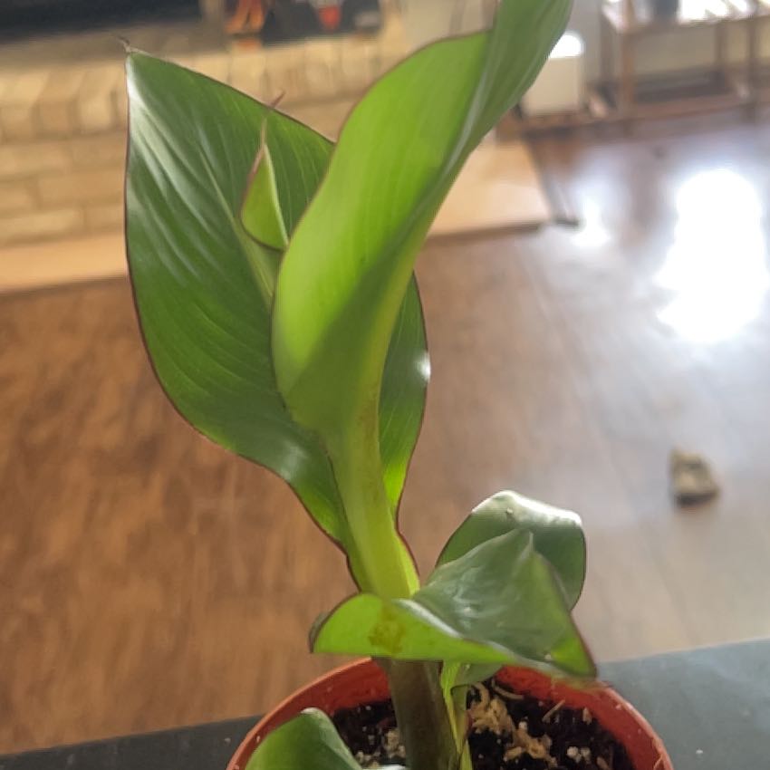 Photo of the plant species Red Banana by @NurseGardener named 2 Chakita on Greg, the plant care app