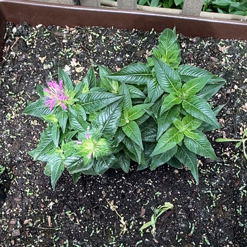 Scarlet Beebalm plant in a planter with visible soil and blooming flowers.