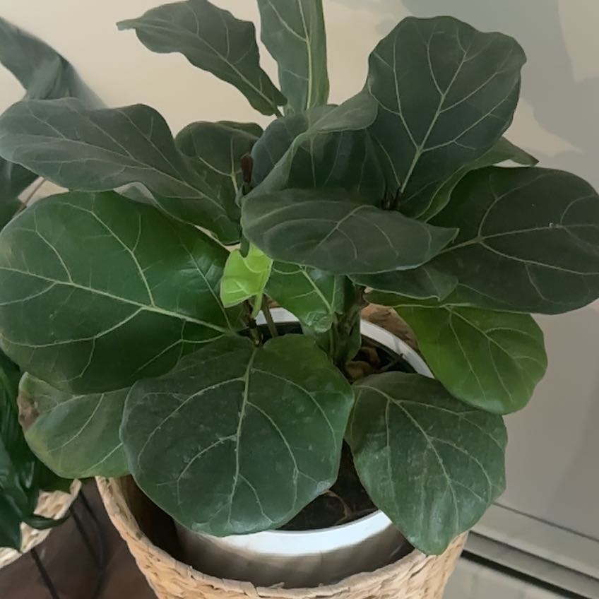 Photo of the plant species Fiddle Leaf Fiscus by @PromptPeperomia named Achilles on Greg, the plant care app