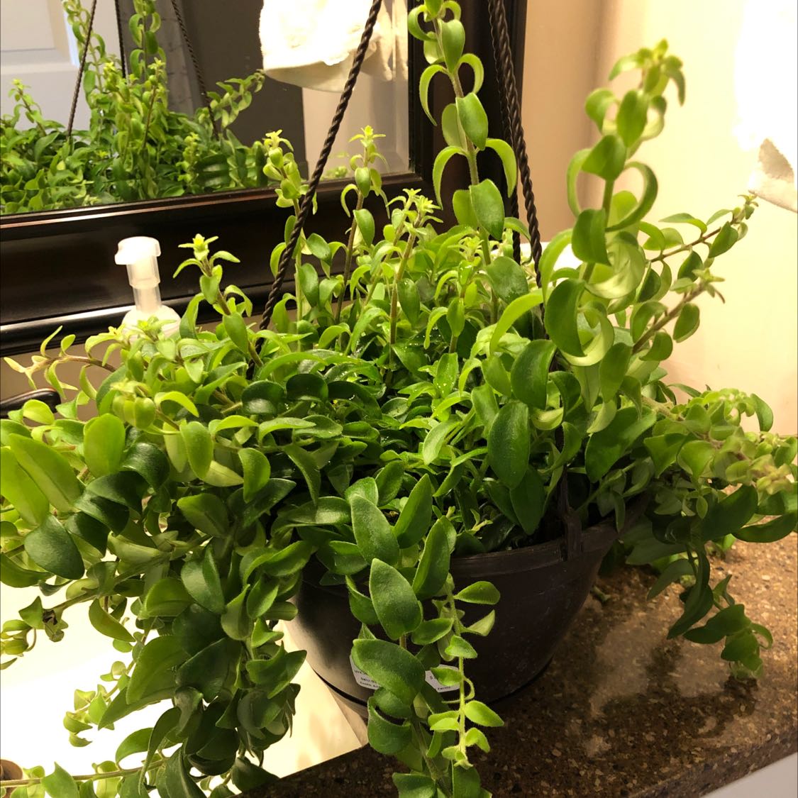 Healthy Twisted Lipstick Plant in a hanging pot, lush and vibrant.