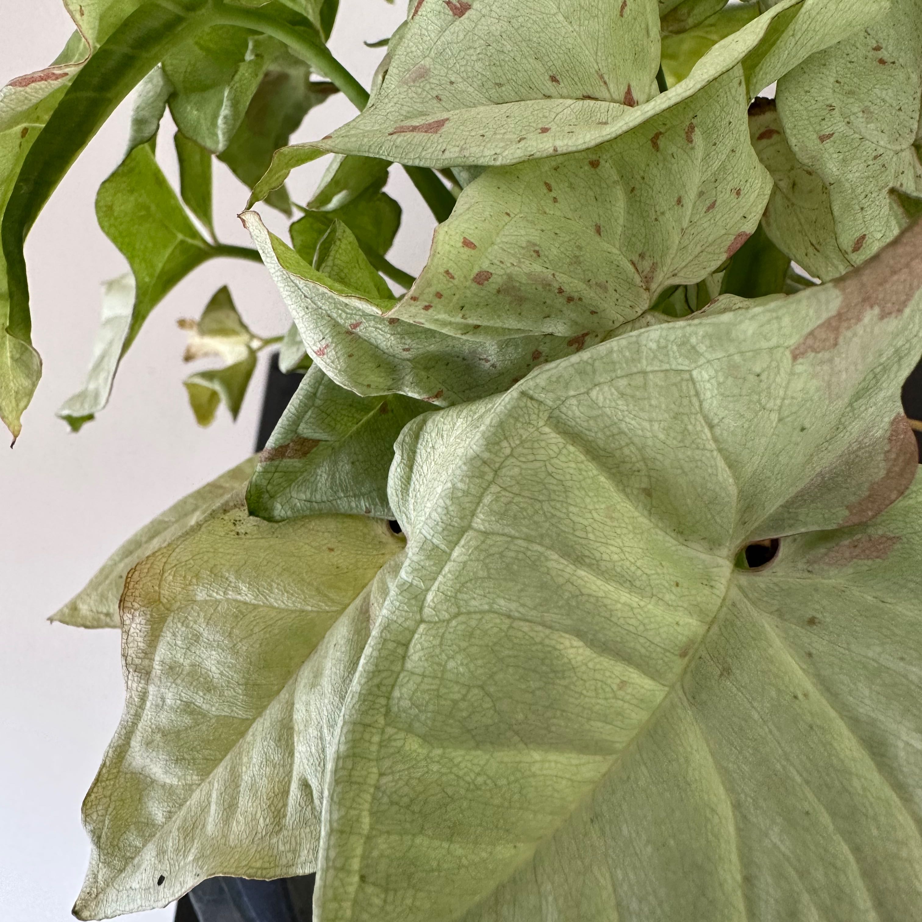 Syngonium 'Milk Confetti' plant with light green leaves and pinkish spots, some browning visible.