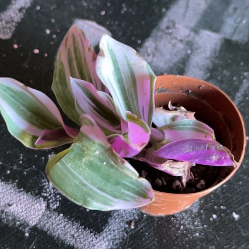 Healthy Moses-in-the-cradle plant with vibrant pink and green striped leaves in a terracotta pot, minor yellowing on some leaves.