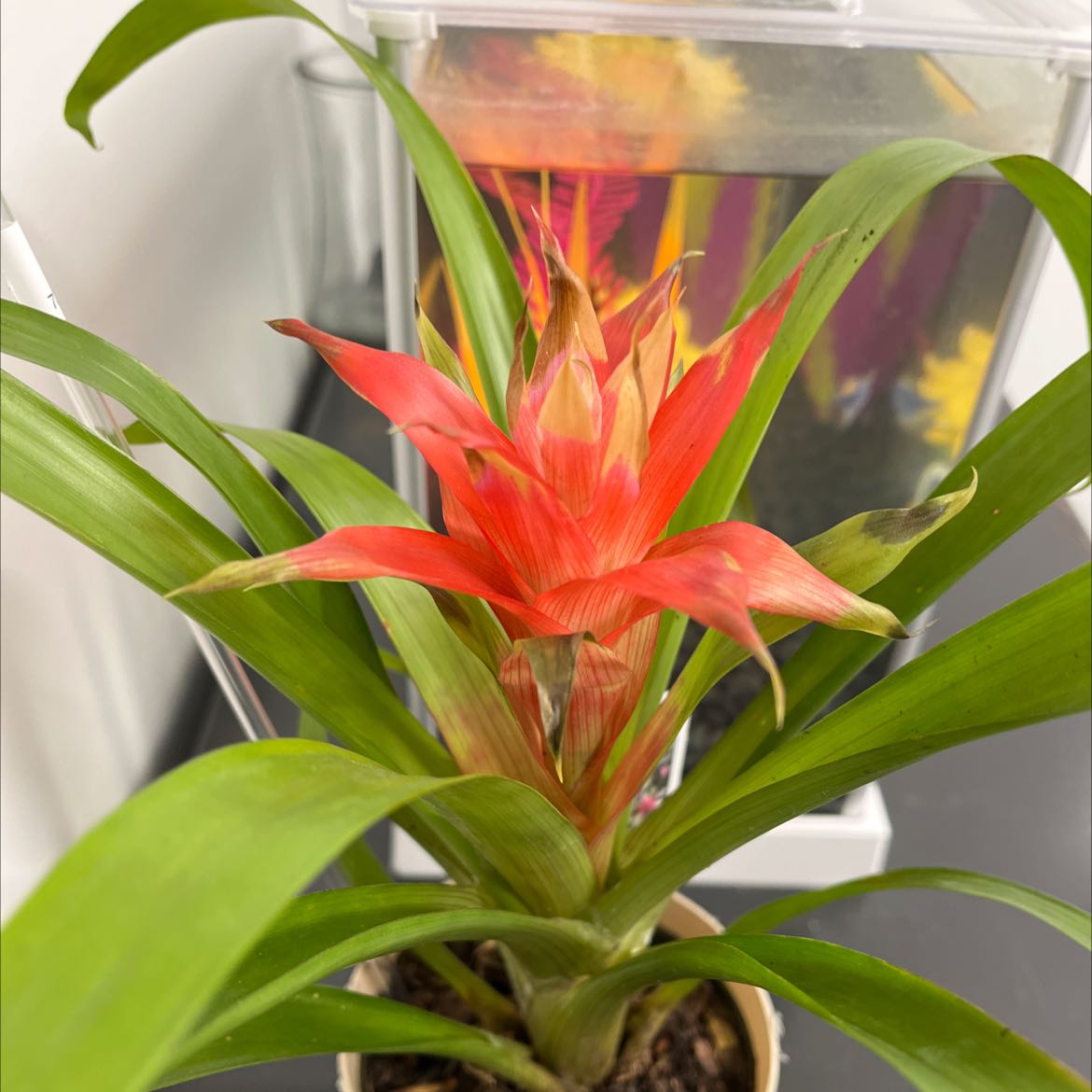 Photo of the plant species Aechmea fasciata 'Primera' by @ClassyRedbean named StoneOcean on Greg, the plant care app