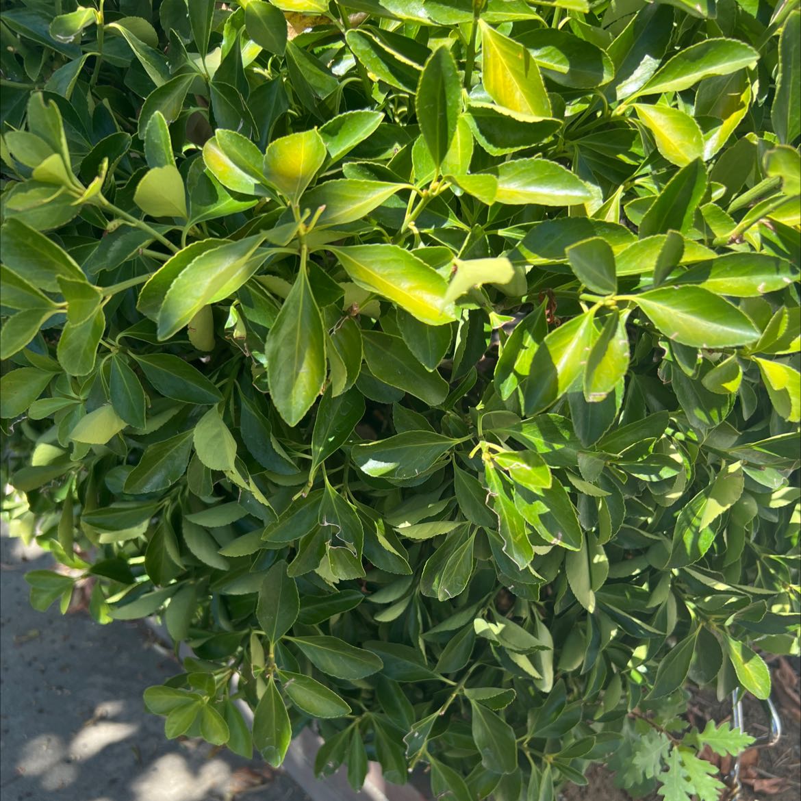 Healthy Japanese Spindle plant with dense green leaves.