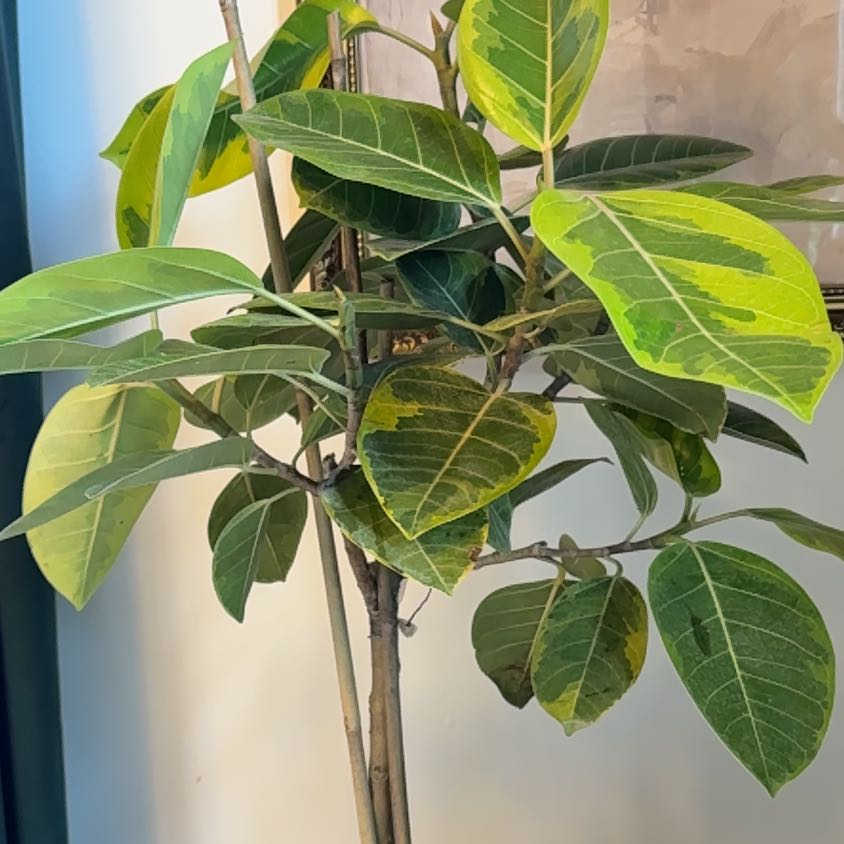 Photo of the plant species Ficus 'Golden Gem' by @jenwoodhouse named Theodora on Greg, the plant care app