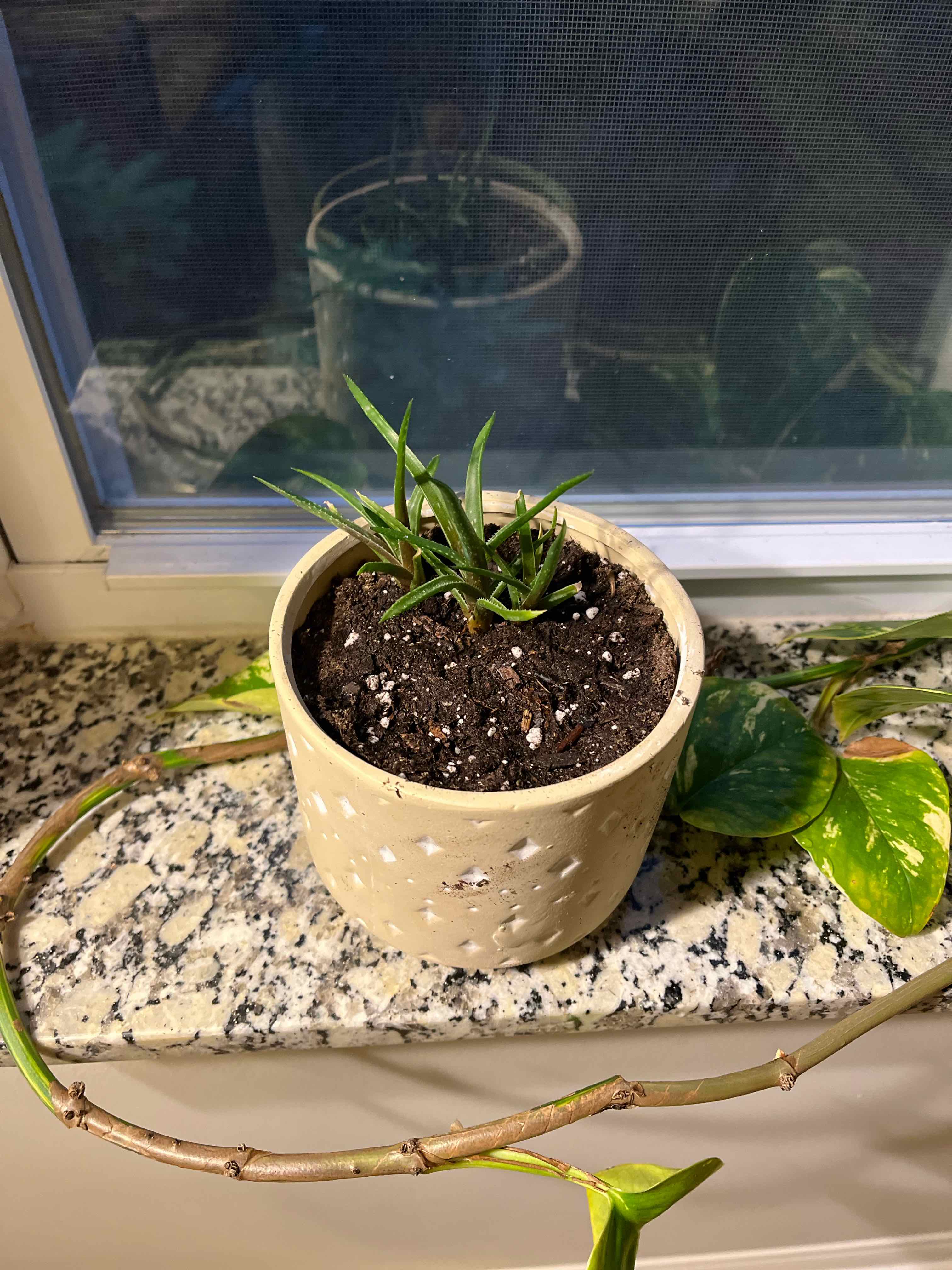 Potted Coral Aloe plant on a windowsill with visible soil and another plant in the background.