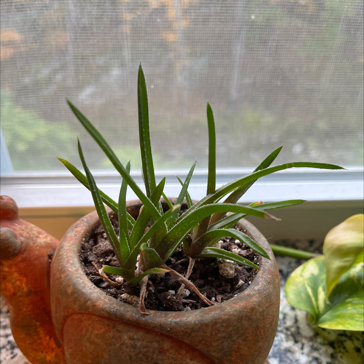 Coral Aloe plant in a small pot with visible soil, healthy green leaves, well-framed and in focus.