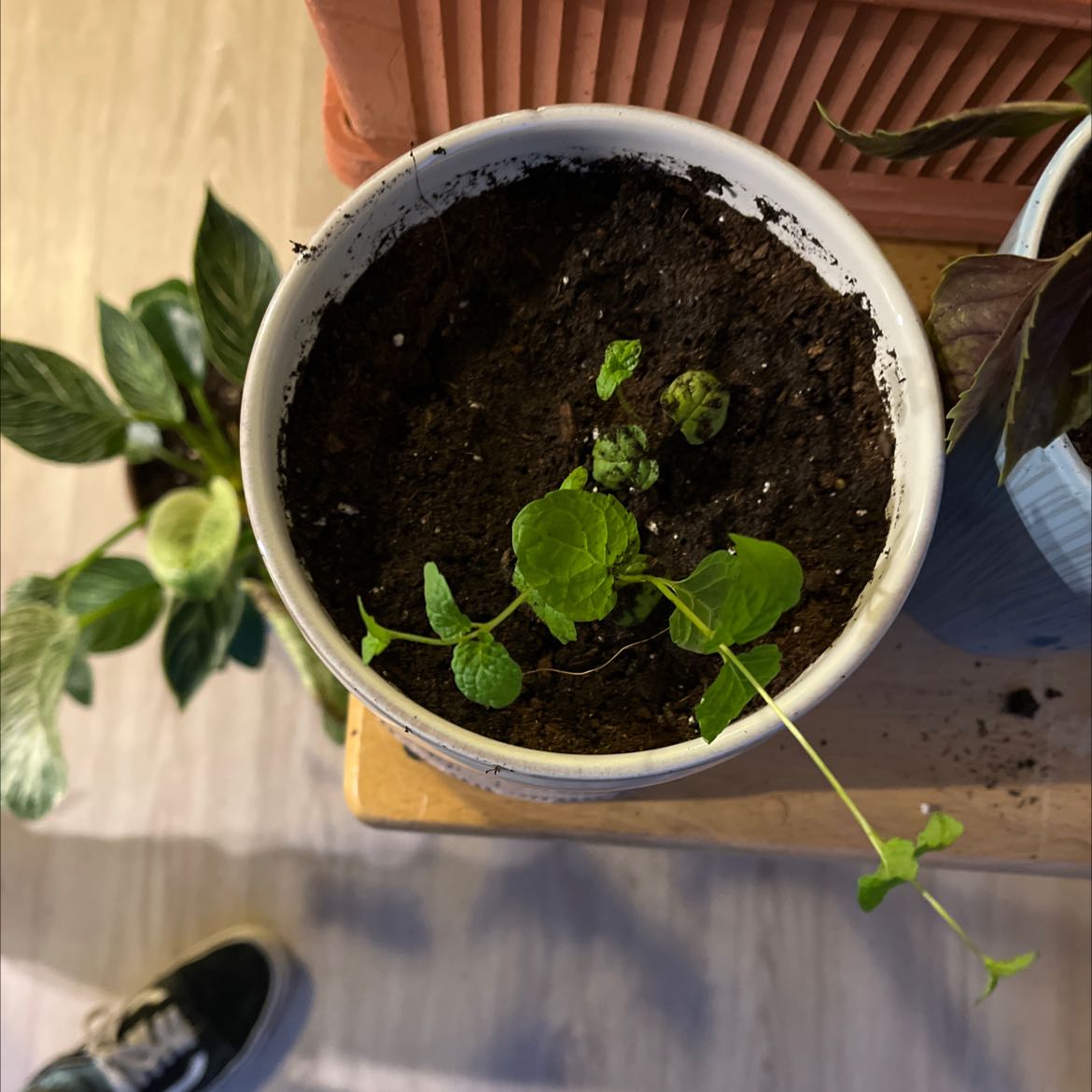Potted Mint plant with green leaves, visible soil, and other plants in the background.