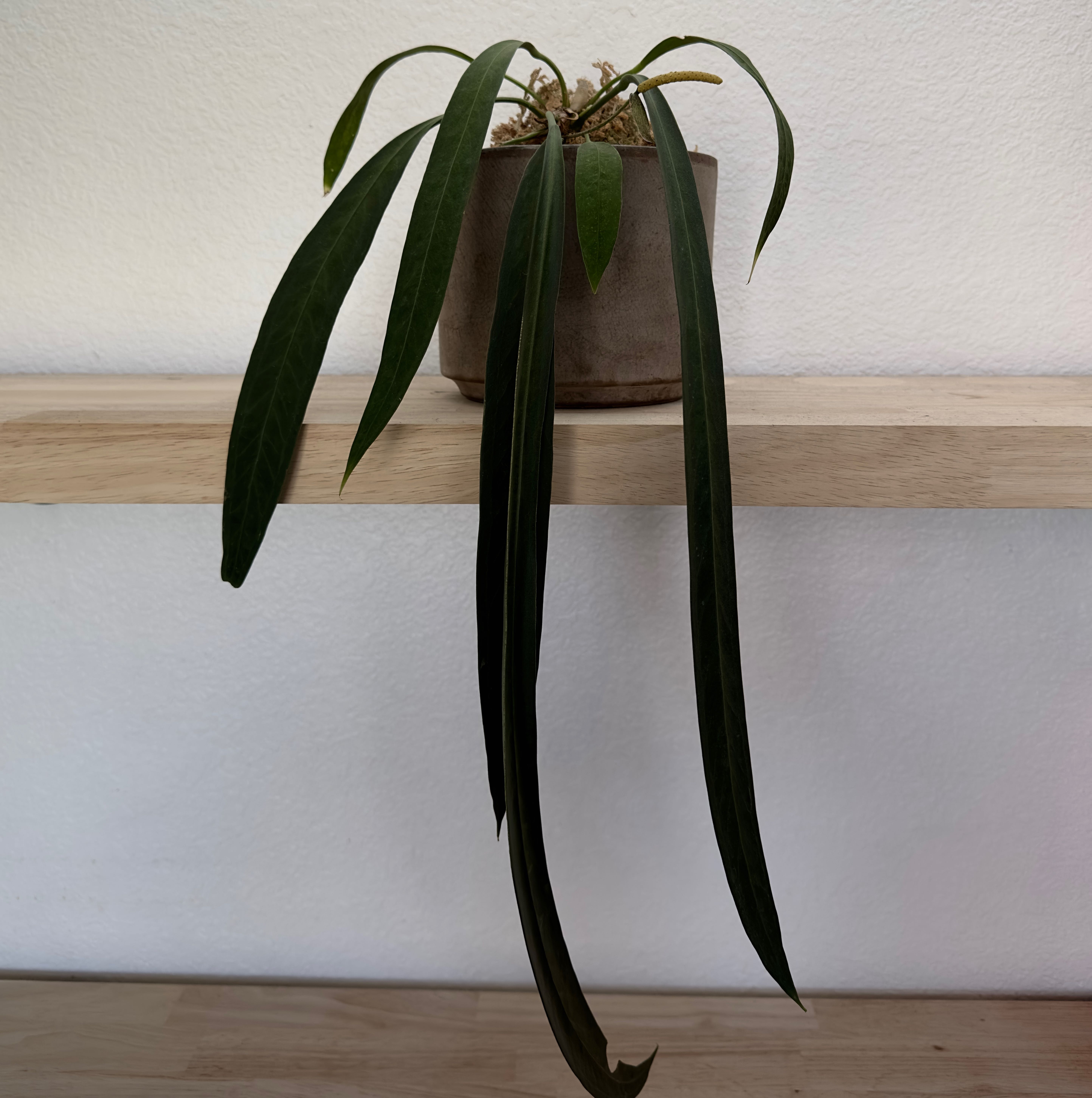 Potted Anthurium vittariifolium with long, narrow leaves on a wooden shelf.