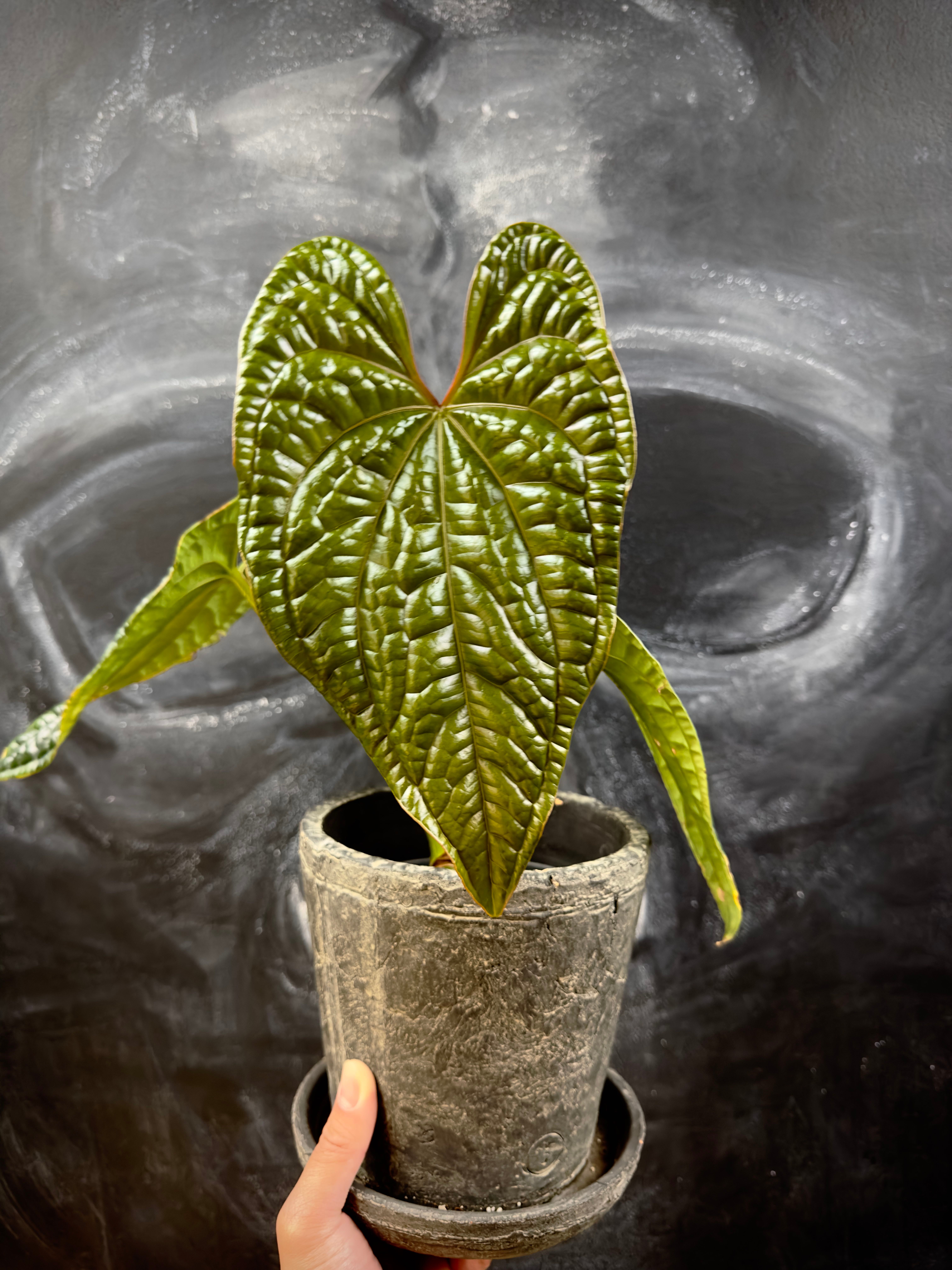 Anthurium Luxurians How Much Water & Light Does it Need to Thrive?